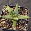Ariocarpus trigonus