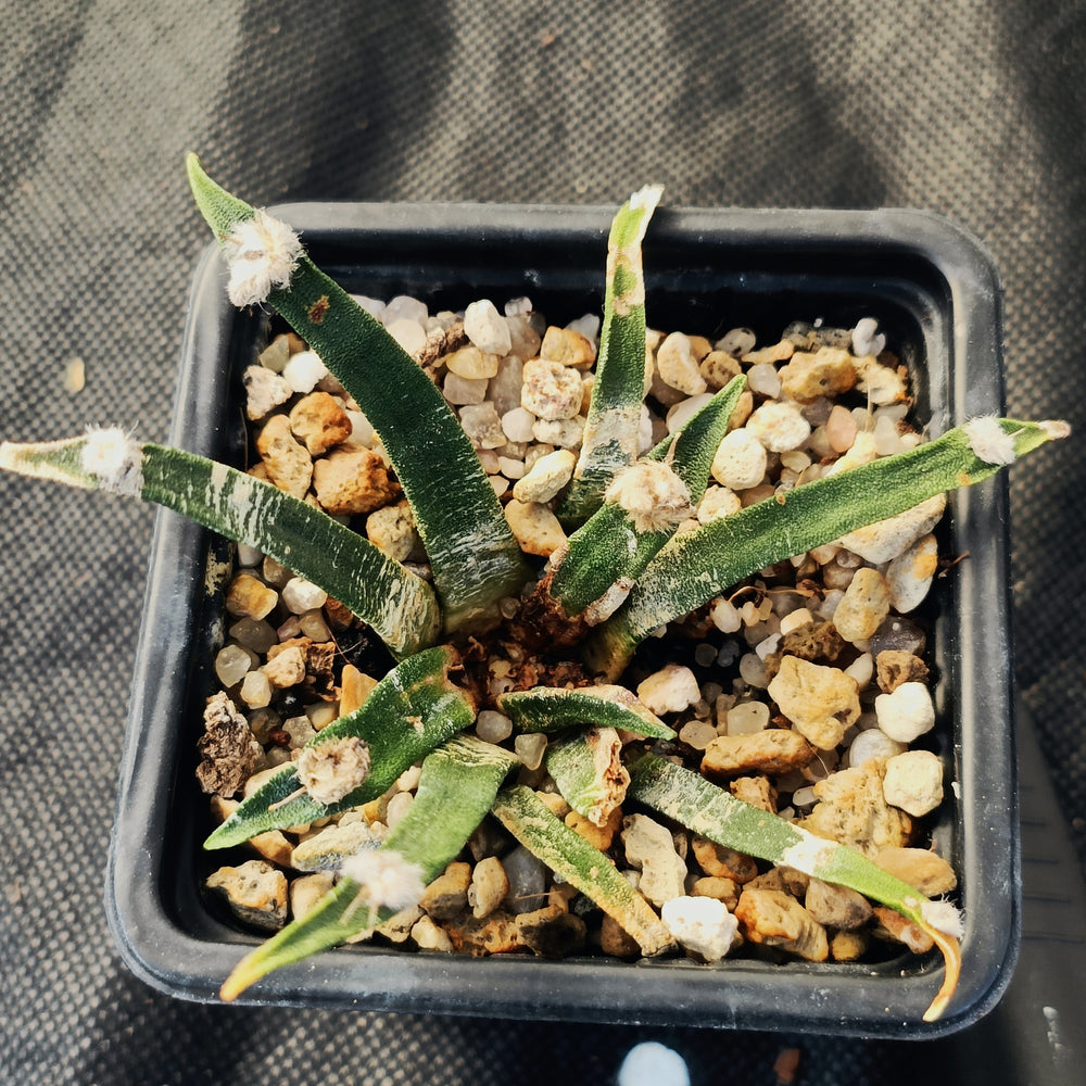 Ariocarpus agavoides