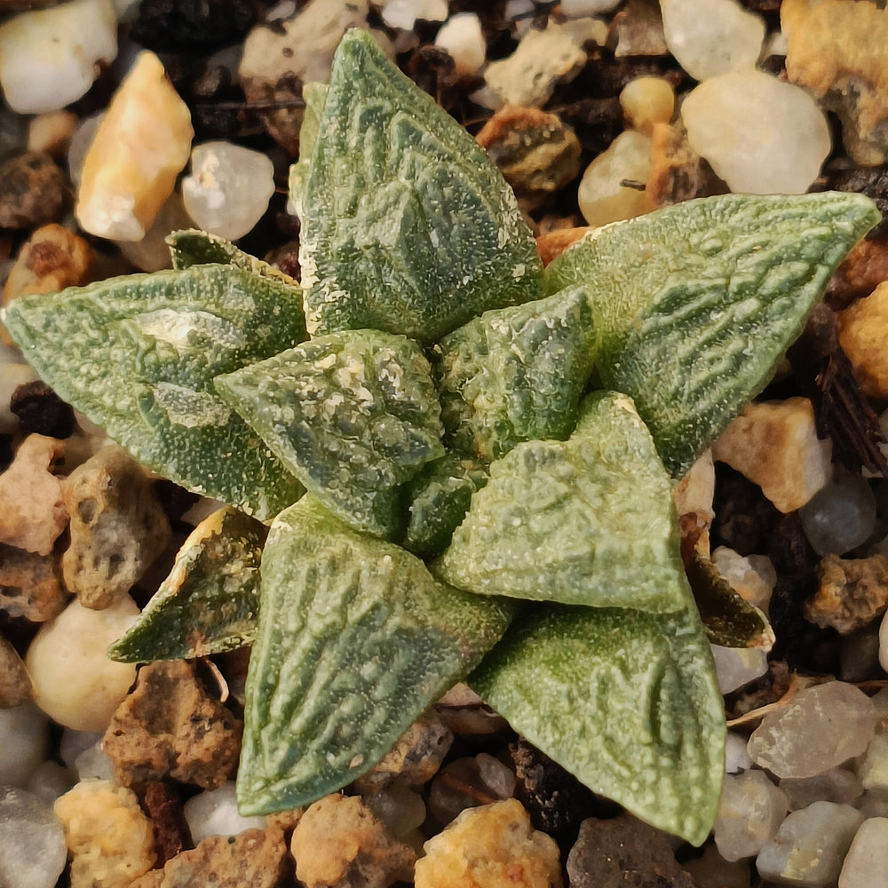 Ariocarpus fissuratus