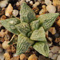 Ariocarpus fissuratus
