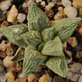 Ariocarpus fissuratus