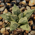 Ariocarpus fissuratus