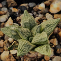 Ariocarpus fissuratus