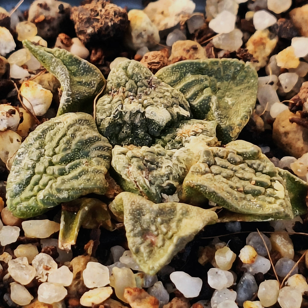 Ariocarpus fissuratus
