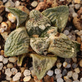 Ariocarpus fissuratus