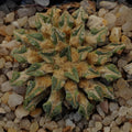 Ariocarpus kotschoubeyanus