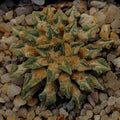 Ariocarpus kotschoubeyanus