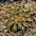 Ariocarpus kotschoubeyanus