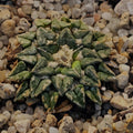 Ariocarpus kotschoubeyanus var. Sladkovskyii
