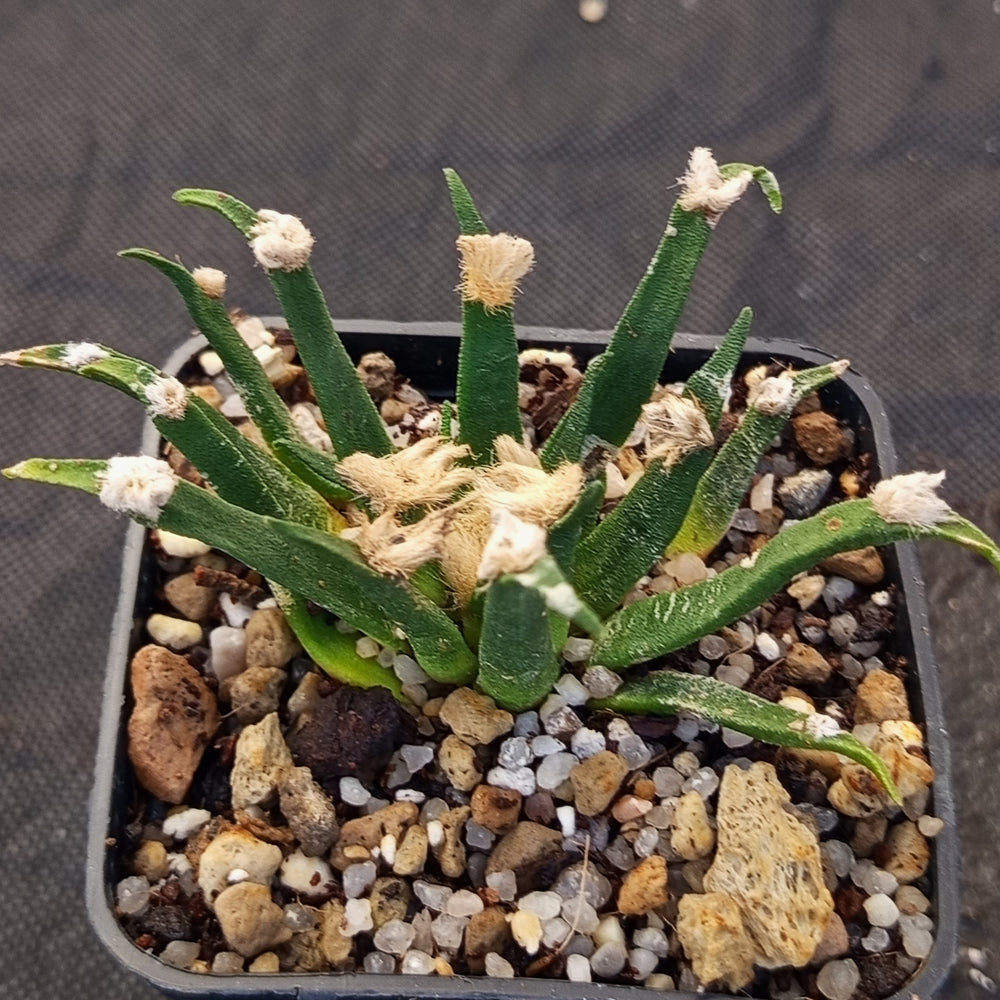 Ariocarpus agavoides