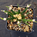 Ariocarpus agavoides