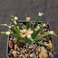 Ariocarpus agavoides