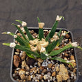 Ariocarpus agavoides
