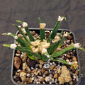 Ariocarpus agavoides