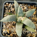 Ariocarpus retusus