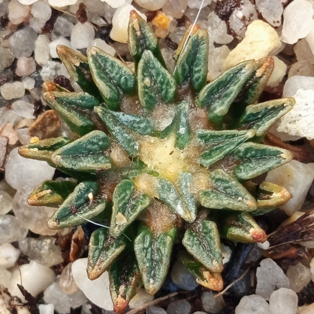 Ariocarpus kotschoubeyanus