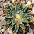 Ariocarpus kotschoubeyanus