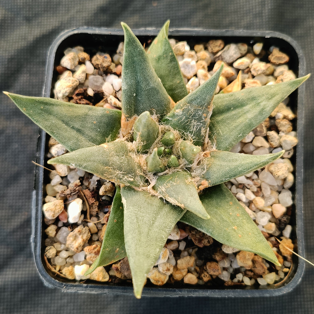Ariocarpus trigonus