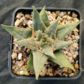Ariocarpus trigonus