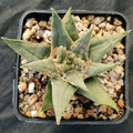 Ariocarpus trigonus