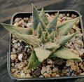 Ariocarpus trigonus