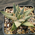 Ariocarpus trigonus