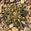 Ariocarpus kotschoubeyanus