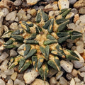 Ariocarpus kotschoubeyanus