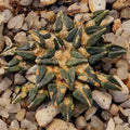 Ariocarpus kotschoubeyanus