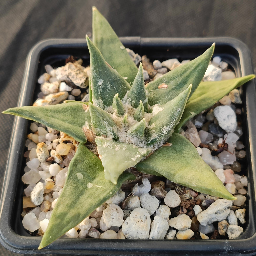Ariocarpus trigonus