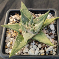 Ariocarpus trigonus