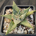 Ariocarpus trigonus