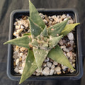 Ariocarpus trigonus