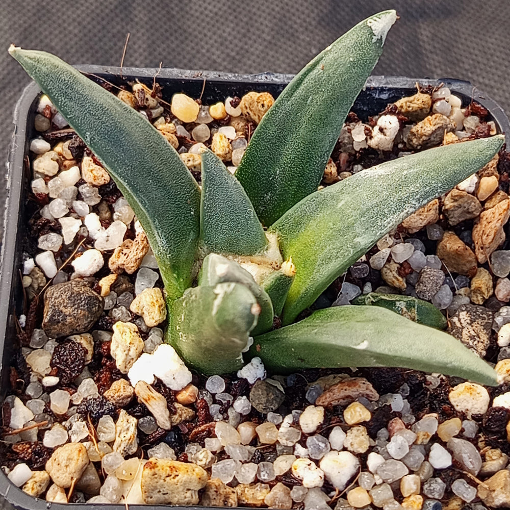 Ariocarpus retusus