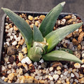 Ariocarpus retusus