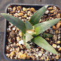 Ariocarpus retusus