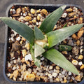 Ariocarpus retusus