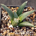 Ariocarpus retusus