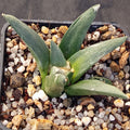 Ariocarpus retusus