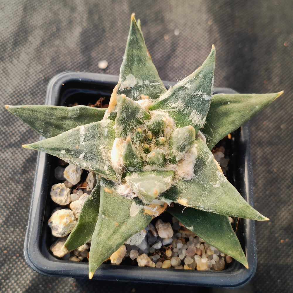 Ariocarpus trigonus