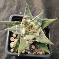 Ariocarpus trigonus
