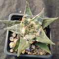 Ariocarpus trigonus