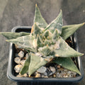 Ariocarpus trigonus
