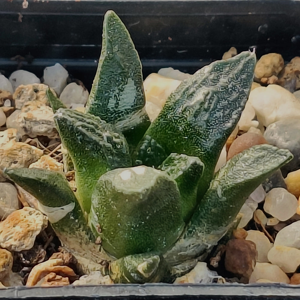 Ariocarpus fissuratus
