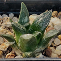 Ariocarpus fissuratus