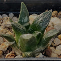 Ariocarpus fissuratus