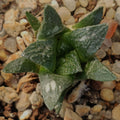 Ariocarpus fissuratus