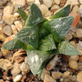 Ariocarpus fissuratus