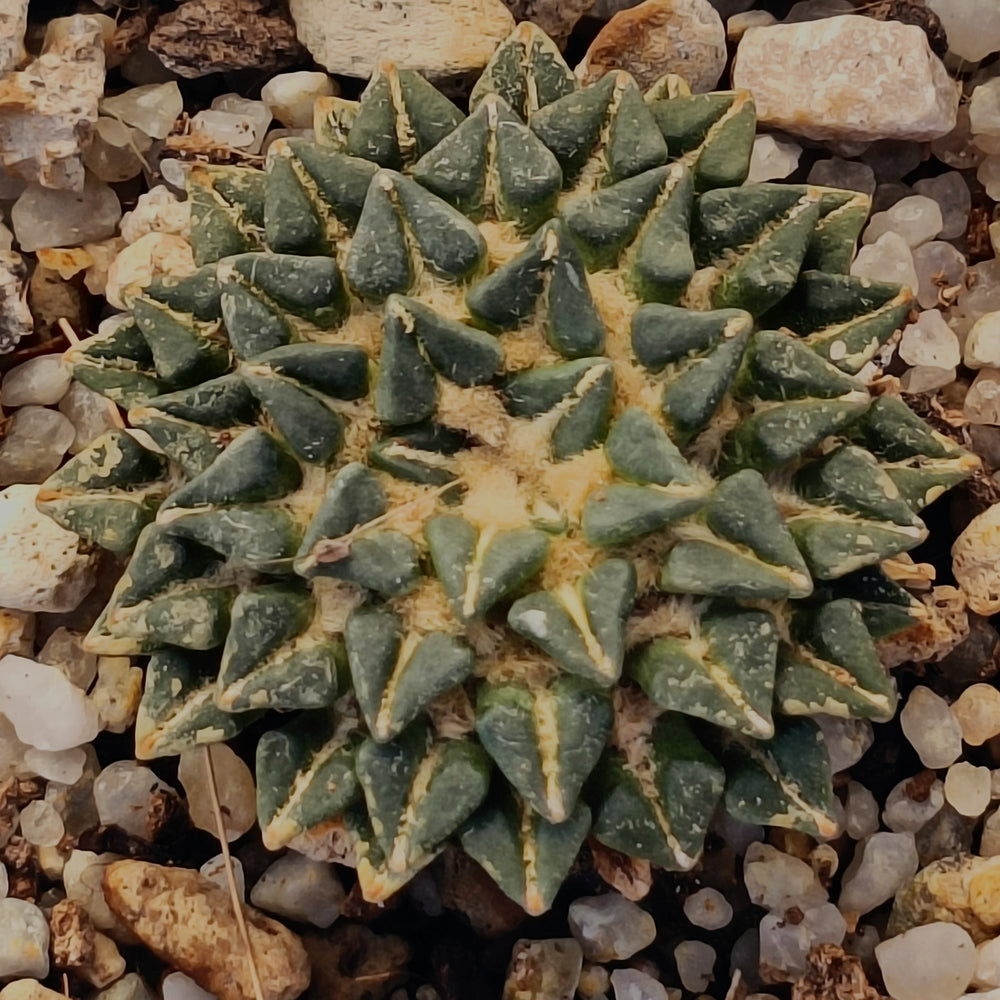 Ariocarpus kotschoubeyanus