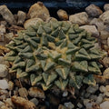 Ariocarpus kotschoubeyanus